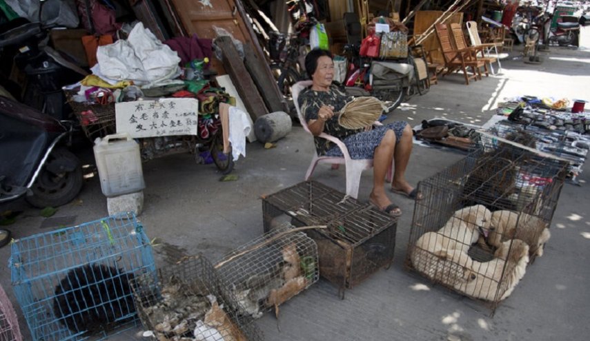 الصين تستثني القطط والكلاب من قائمة الحيوانات المباح أكلها