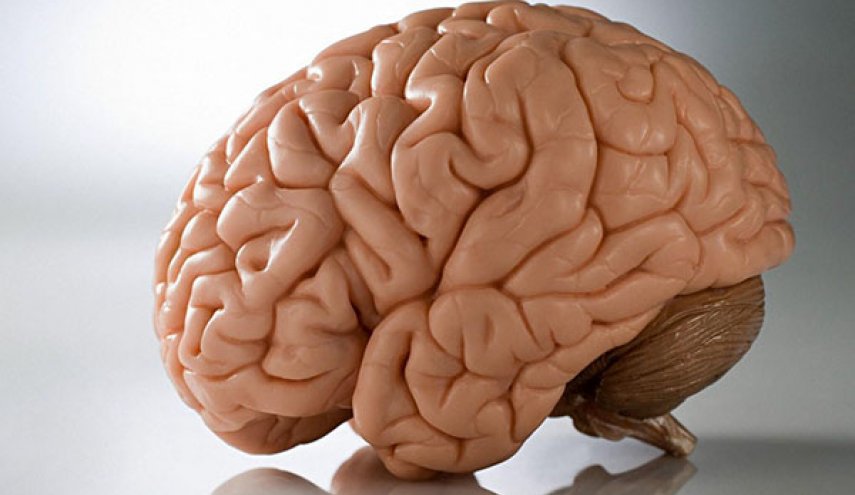 دراسة تكشف خطورة كورونا على دماغ الإنسان

