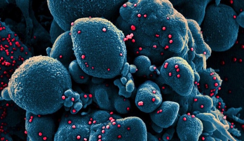 الصحة العالمية تحذر من موجة ثانية لا مفر منها لجائحة كورونا