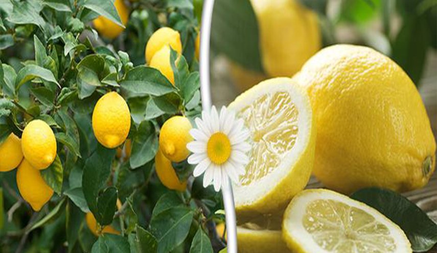 ما لا تعرفه عن مخاطر تناول فاكهة الليمون
