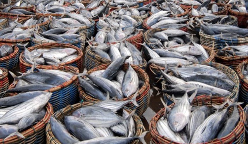 إنتاج قطاع الثروة السمكية الايراني يلامس 1.3 مليون طن
