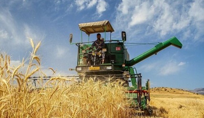 إنتاج القمح الایراني يتخطى 14 مليون طن في 2020