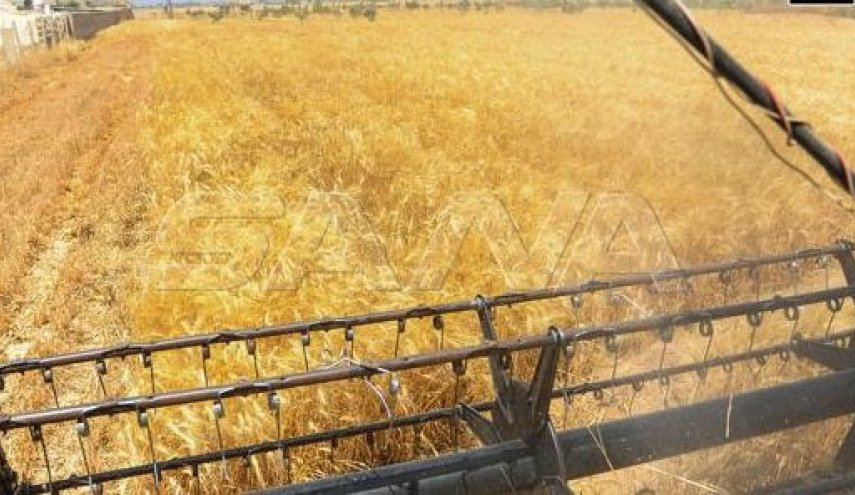 آلاف الهكتارات من اراضي القمح والشعير السوري تم حصادها