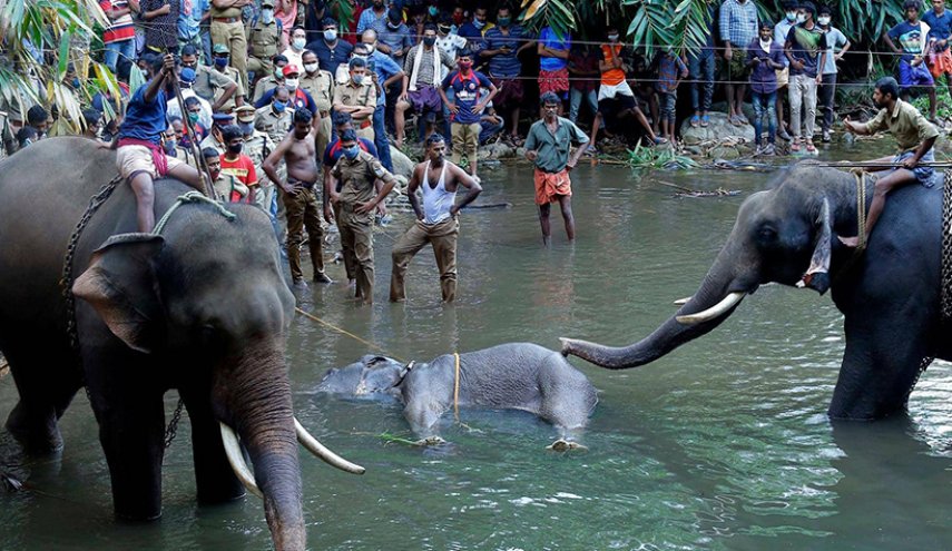 القصة الكاملة لنفوق أنثى الفيل الحامل في الهند