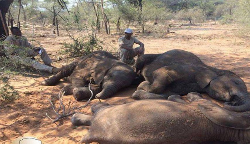 إفريقيا فقدت أكثر من 100 ألف فيل منذ عام 2007 بسبب الصيد الجائر