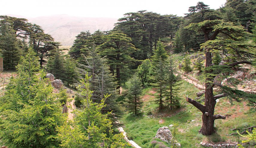 سباق 4 كيلومترات في محمية اهدن شمال لبنان