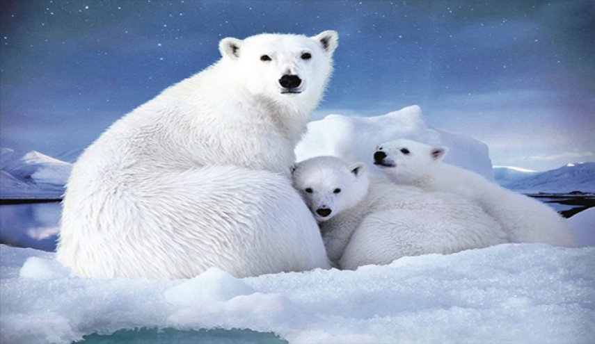 خطر الانقراض للدبب القطبية بسبب ارتفاع درجات الحرارة