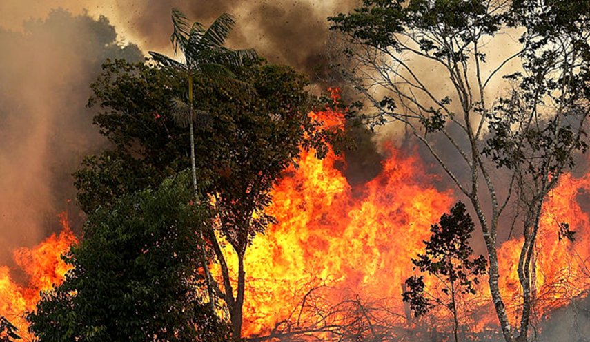 لليوم الثاني.. الحرائق تستعر بغابات تونس