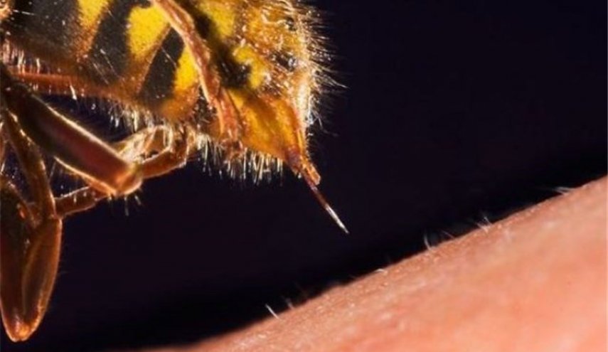 تأثیر 'نیش زنبور' بر درمان بیماری کرونا
