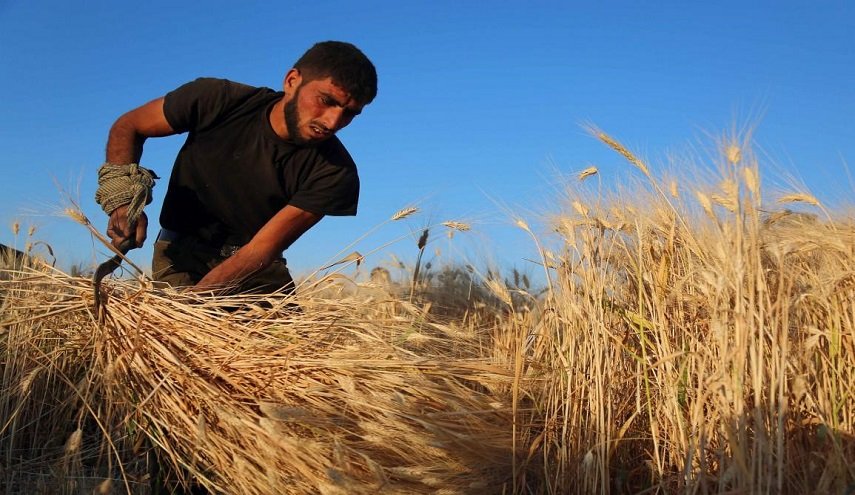 نهب تركي لمحاصيل القمح والشعير السورية 