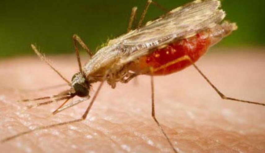 'الملاريا' يباغت 'دولة عربية' في زمن التعايش مع كورونا!

