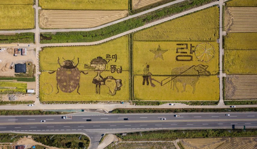 بالصور.. حقول الأرز تتحول أعمالا فنية في كوريا الجنوبية