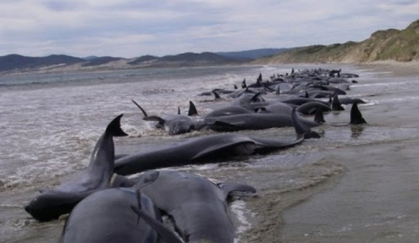 نفوق أكثر من 12 حوتا علقت على شاطئ في نيوزيلندا