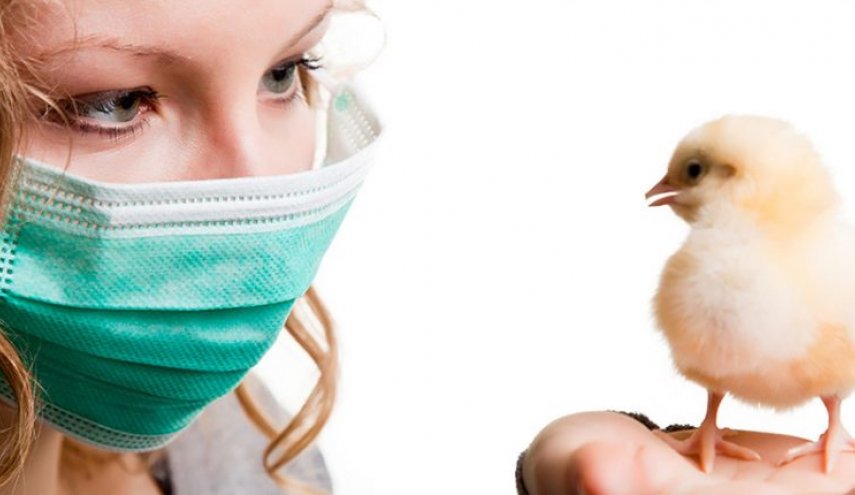 ألمانيا تسجل عدة حالات إصابة بإنفلونزا الطيور
