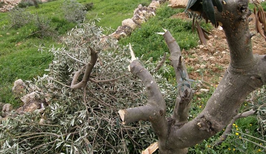 الأمم المتحدة: 33 اعتداء لمستوطنين على مزارعين فلسطينيين بموسم الزيتون