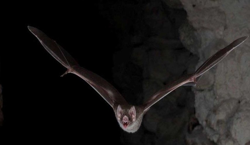 خفا‌ش‌های خون‌آشام هنگام بیماری، فاصله اجتماعی را رعایت می‌کنند