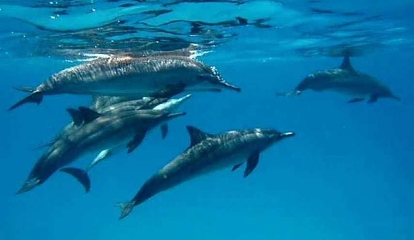 بيونغ يانغ تتحدى واشنطن بالدلافين الكاميكازي!