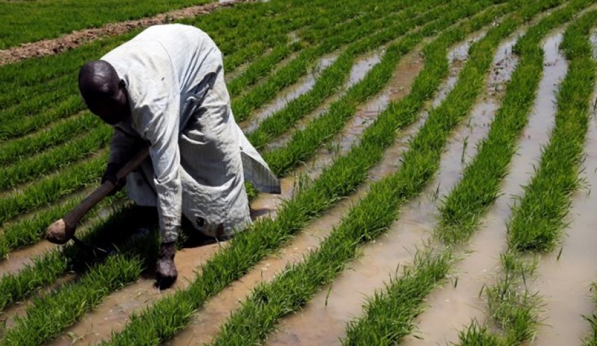 «بوکو حرام» حداقل ۴۴ کشاورز را در مزارع برنج نیجریه‌ کشت
