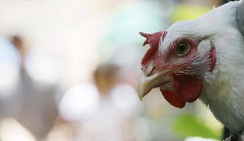 مقاطعة يابانية تعلن عن تفشي إنفلونزا الطيور