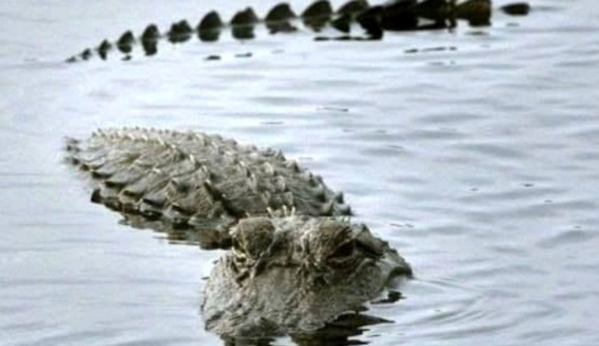 آخرین اخبار از وجود تمساح در دریاچه چیتگر/ تشریح علت تعطیلی چیتگر
