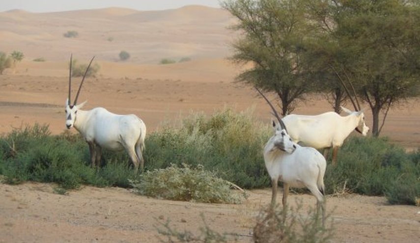 تحقيق يكشف خفايا تجارة دبي غير الشرعية للحيوانات