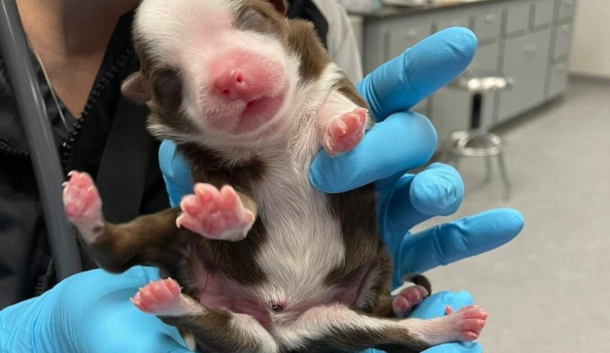 ولادة كلب بست أرجل وذيلين في الولايات المتحدة!