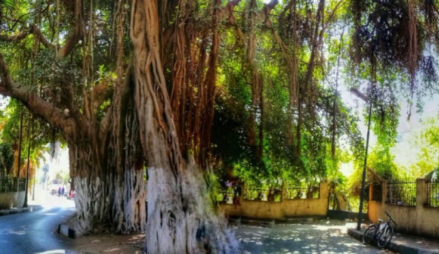 'الزمالك'.. شجرة مصرية عمرها 156 عاما