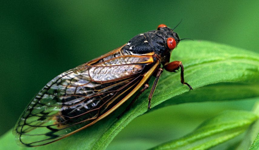 مليارات حشرات السيكادا تخرج بعد 17 عاما من تحت الأرض فی الولايات المتحدة