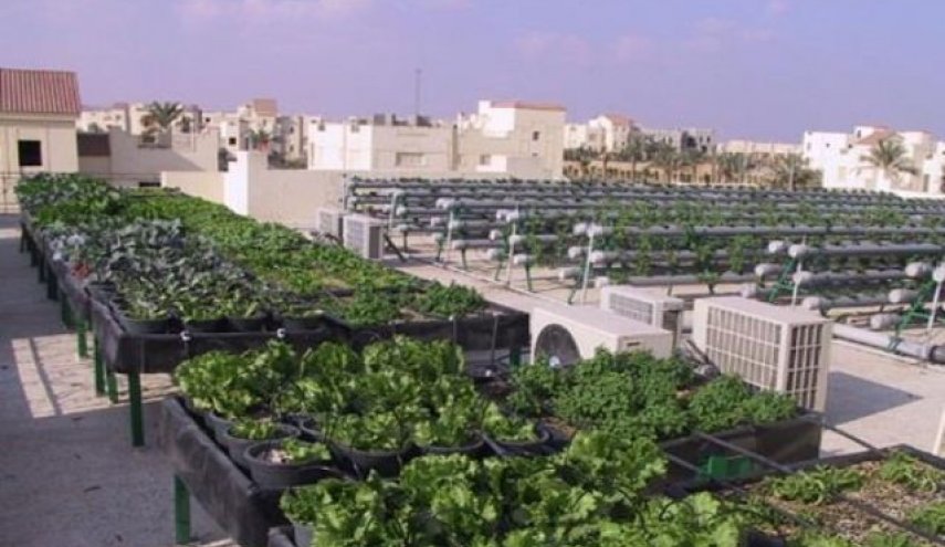 مهندس مصري يستغل أسطح المنازل لإنتاج محاصيل زراعية ويحلم بتعميم فكرته
