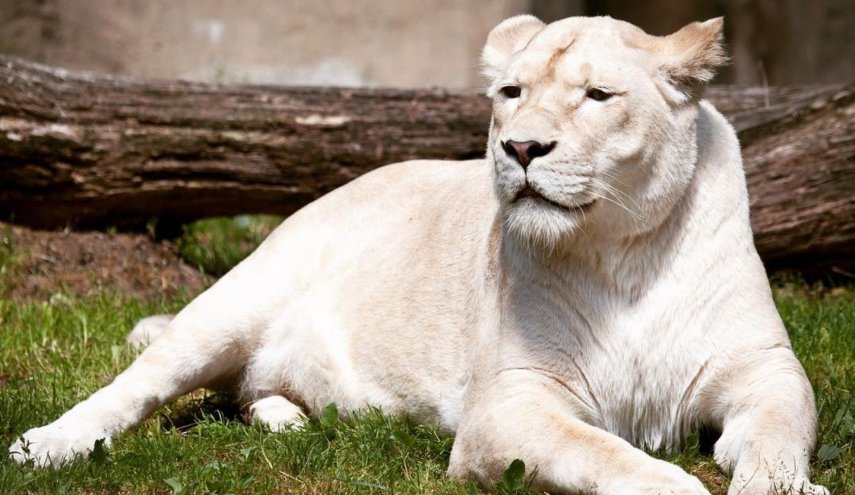 نفوق لبؤة في حديقة حيوان بالهند اثر اصابتها بكورونا