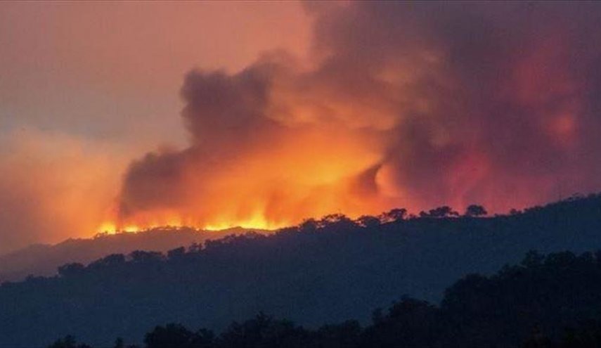 ارتفاع قتلى حرائق الغابات في الجزائر إلى 42
