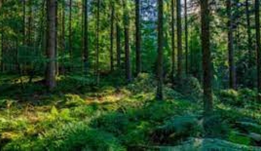 ما هو دور الغابات في مكافحة تغير المناخ؟