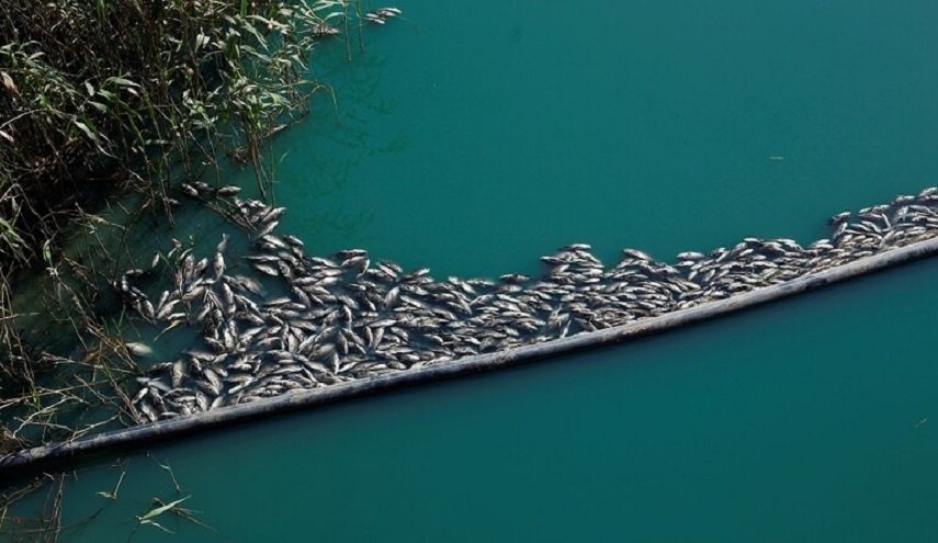 نفوق الأسماك في أكبر بحيرة أوروبية مالحة يشعل احتجاجات في إسبانيا