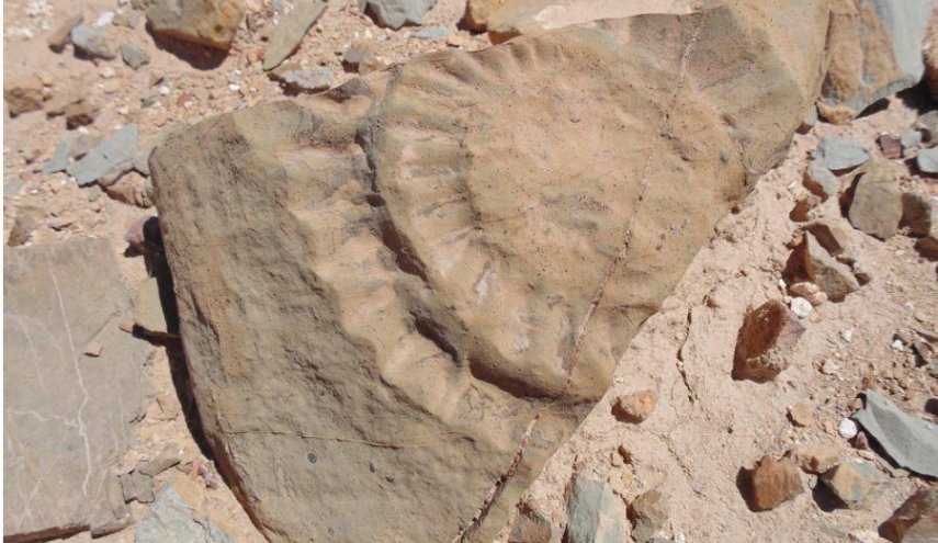 بقايا أحفورية تصحّح خطأ علمياً عن الديناصورات