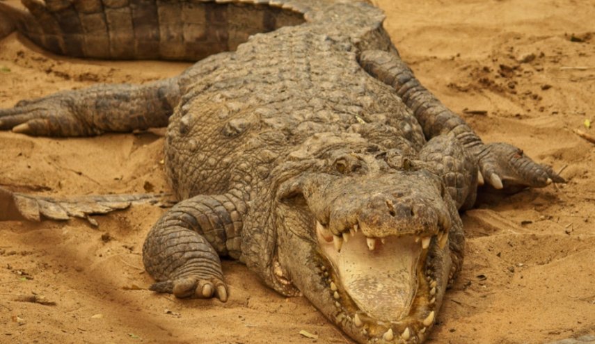 بقايا رجل عمره 71 عاما داخل جوف تمساح في ولاية لويزيانا الأميركية!
