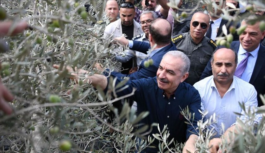 نخست وزیر فلسطین: اسرائیل ۲ میلیون و ۵۰۰ هزار درخت را قطع کرده است