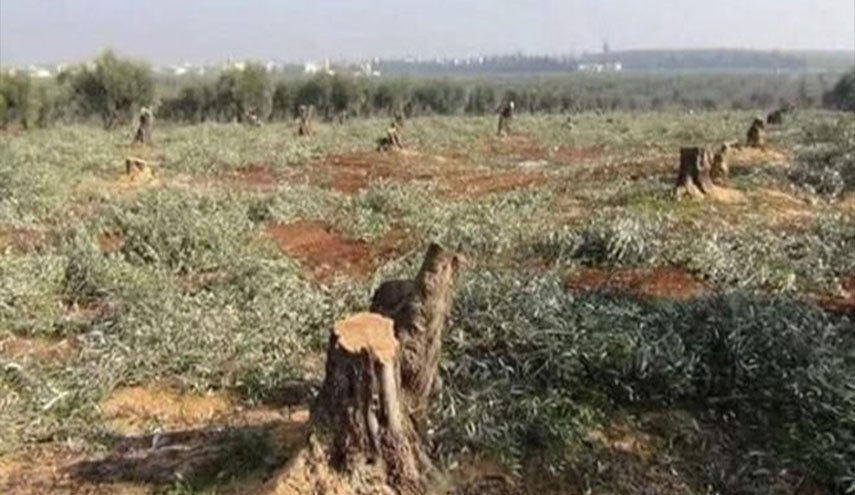 مرتزقة تركيا يقطعون مئات أشجار الزيتون ويبيعون منازل المهجرين بريف حلب