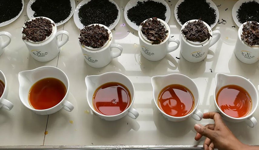 خبير تغذية يكشف خطر الشاي على العظام
