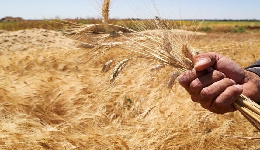 تنويه هام الى السوريين في عموم البلاد..هذه قصة بذور قمح ملوثة! 