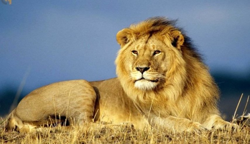 کشته شدن یکی از پرسنل پارک وحش اراک توسط شیر
