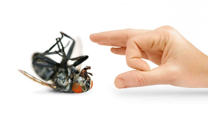 احذر الأسباب التي تجعل منزلك بيئة خصبة لجذب الحشرات