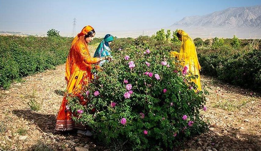 شاهد: مهرجان تقطير ماء الورد في محافظة فارس جنوب ايران