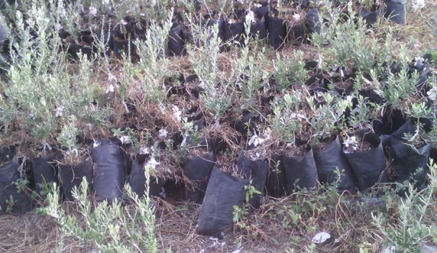 مستوطنون يدمرون مئات أشتال الزيتون ومحاصيل زراعية في بلدة الخضر