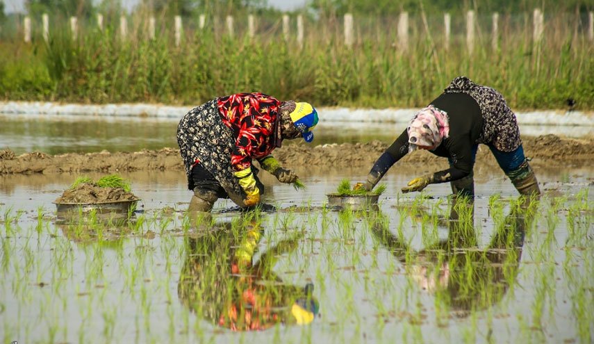 شاهد: زراعة شتلات الأرز في مدينة جيلان شمال ايران