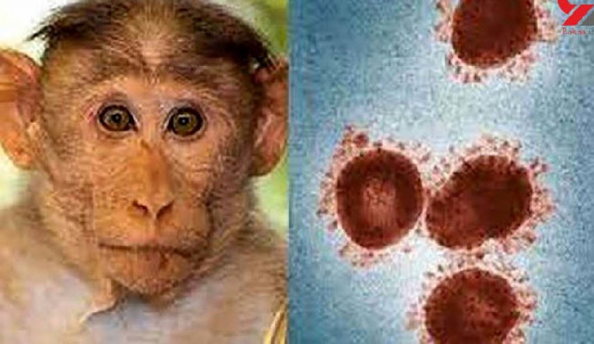 امارات متحده از شناسایی سه بیمار دیگر مبتلا به آبله میمونی خبر داد