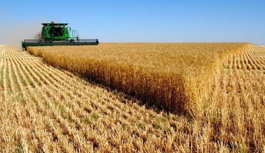 سوريا: إنتاجنا من القمح هذا العام 1.7 مليون طن ونحتاج إلى 3.2 مليون طن