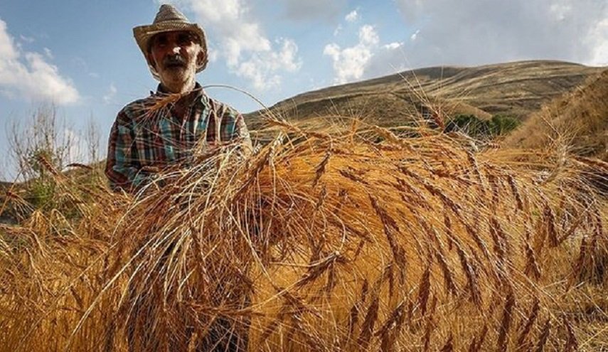 إيران على عتبة الاكتفاء الذاتي بإنتاج القمح