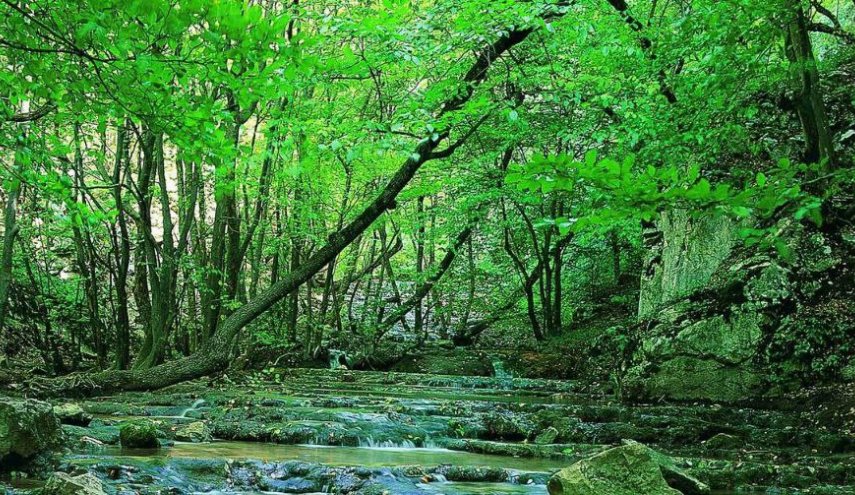 بالصور.. غابة كلستان الايرانية من المحميات الطبيعية العالمية الفريدة!

