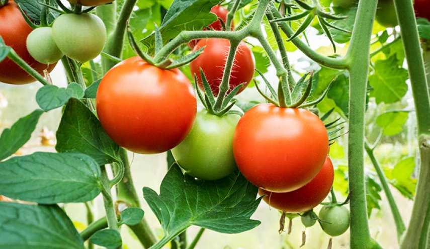 دراسة: الطماطم الأرجوانية المعدلة وراثيا تقاوم السرطان