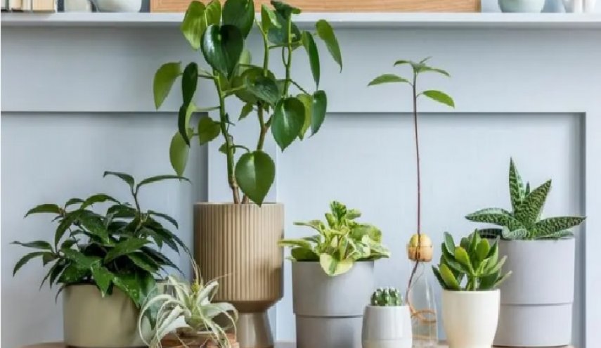 8 نباتات منزلية تجلب الرخاء والحظ السعيد